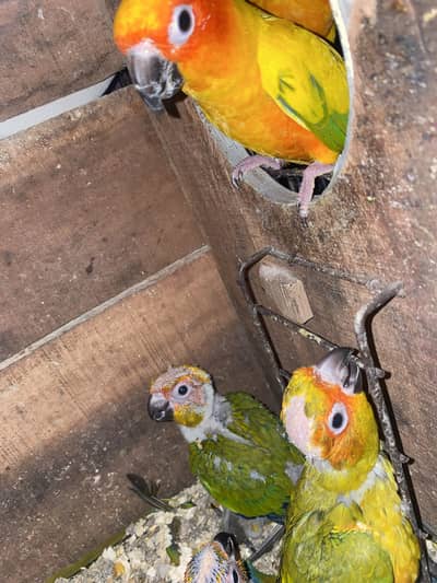 Sun conure 45days Chickes 3 avaliabe 03132727007