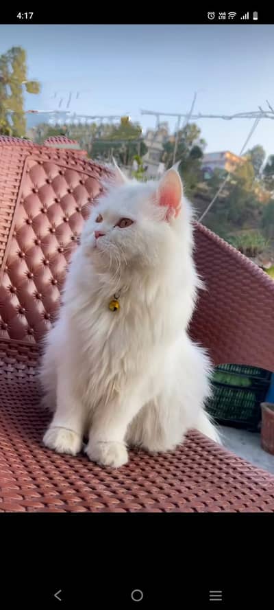 Parchian for sale female in Abbottabad