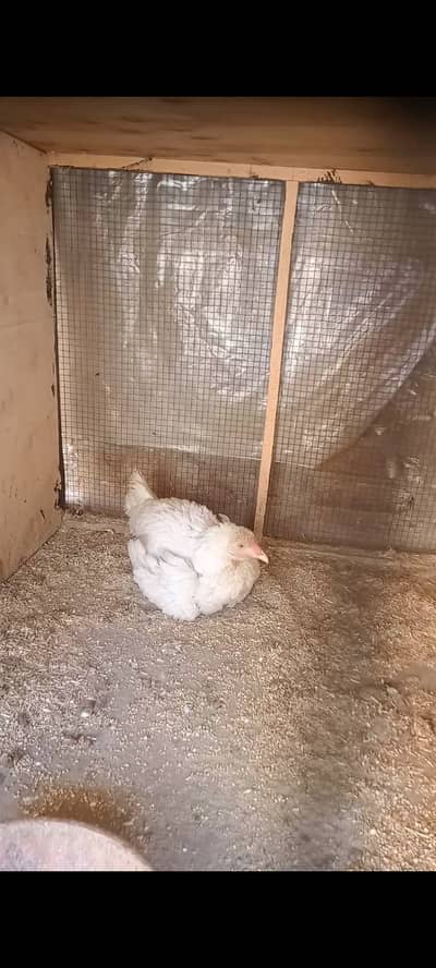 Heera Aseel paper white