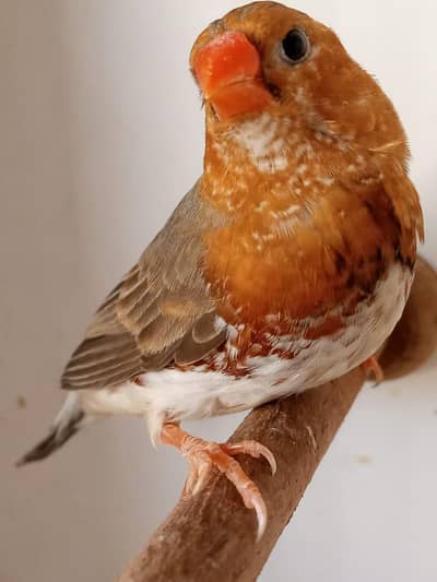 Half orange pair and 3B finch pair available