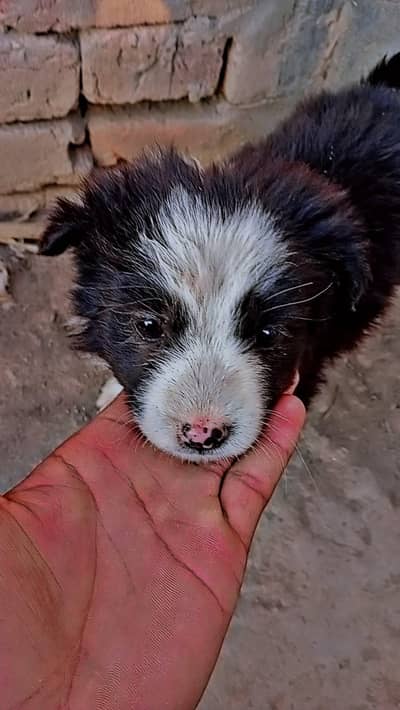 A cute and healthy black & white puppy is available for sale.