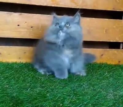 Pure Persian kitten male female available. WhatsApp 03073909212