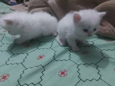 Persian cats for sale  Urgently