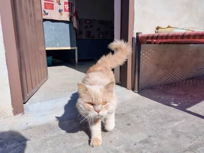 Pershion Cat Male Breeder Quality