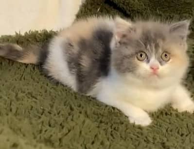 Pure Persian kitten male female available. WhatsApp 03073909212