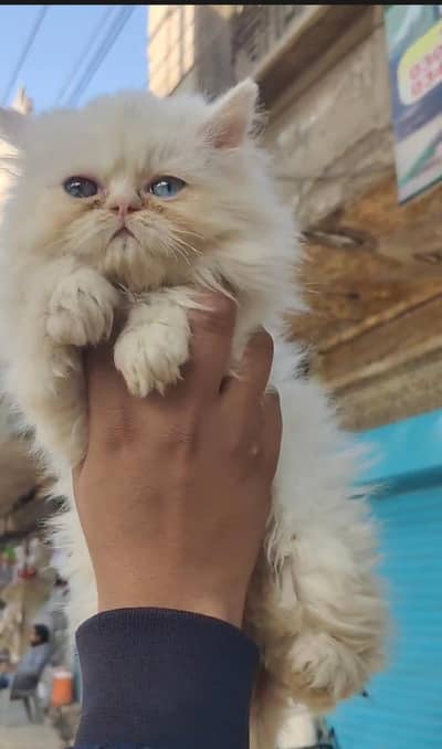 odd eyes punch face female kitten