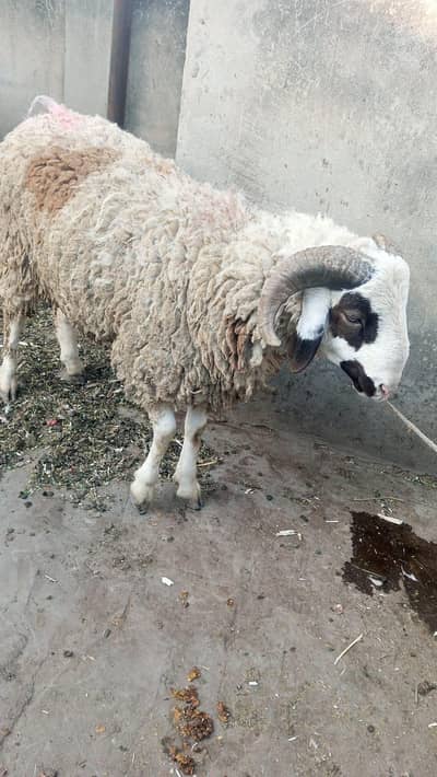 australian dumba goat sheep