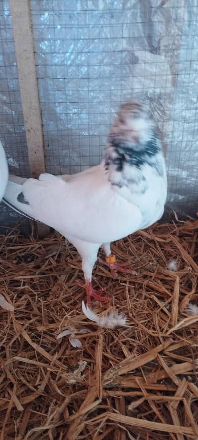 Sialkoti jonsarey kabotar for sale also exchange with fancy