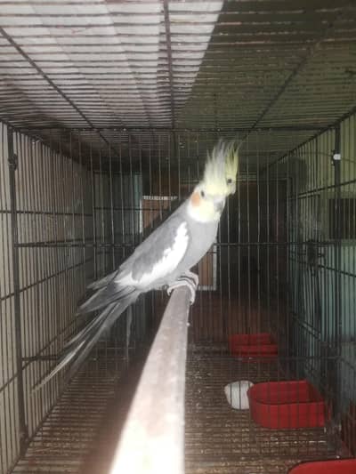 Cocktail Breeder male for sale or Exchange with Female 03129196869