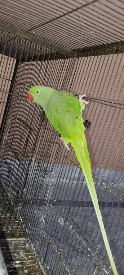 Indian Raw breeder female full active.