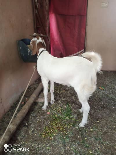 blade khassi bakra  for qurbani