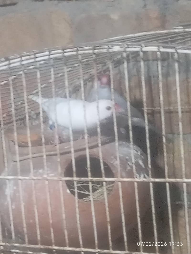 Java male,love bird 5