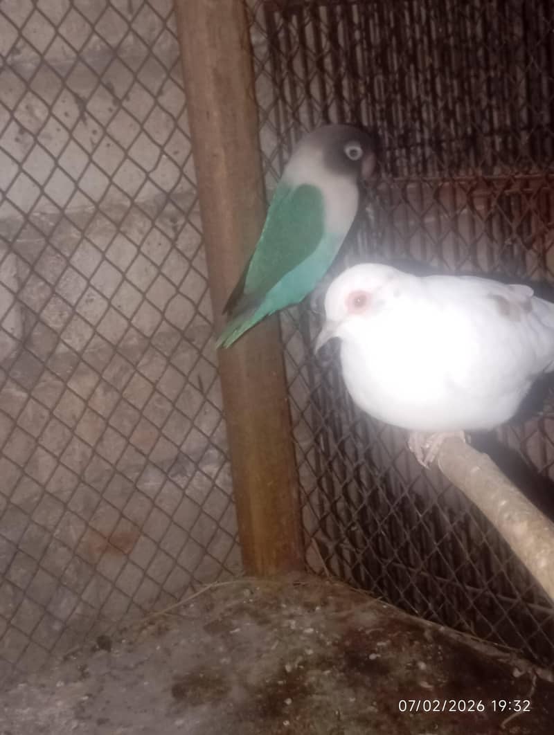 Java male,love bird 7