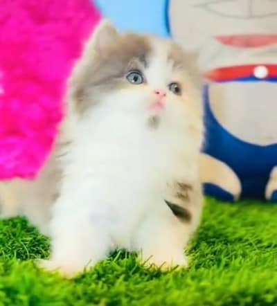 Pure Persian kitten male female available. WhatsApp 03073909212