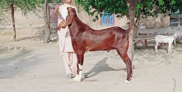 bakra for sale call me-03460423873