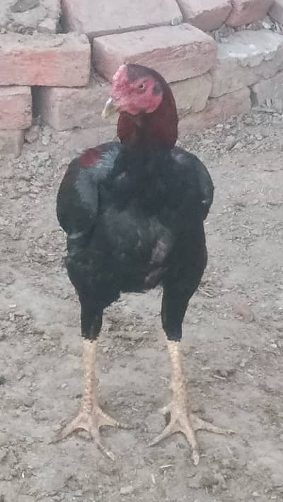 Kamalia aseel murgha for sale