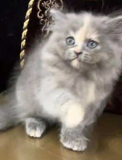 Pure Persian kitten male female available. WhatsApp 03073909212