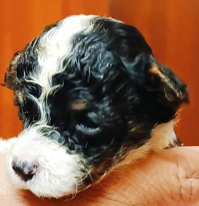 french poodle toy breed looking for new home