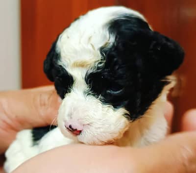 french poodle toy breed looking for new home