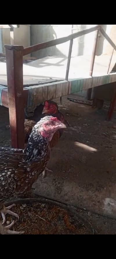 Aseels Available All Available for Sale