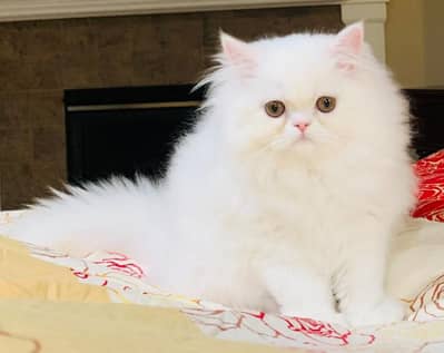Pure Persian Extra Long Coated Show Quality Kittens Available For Sale