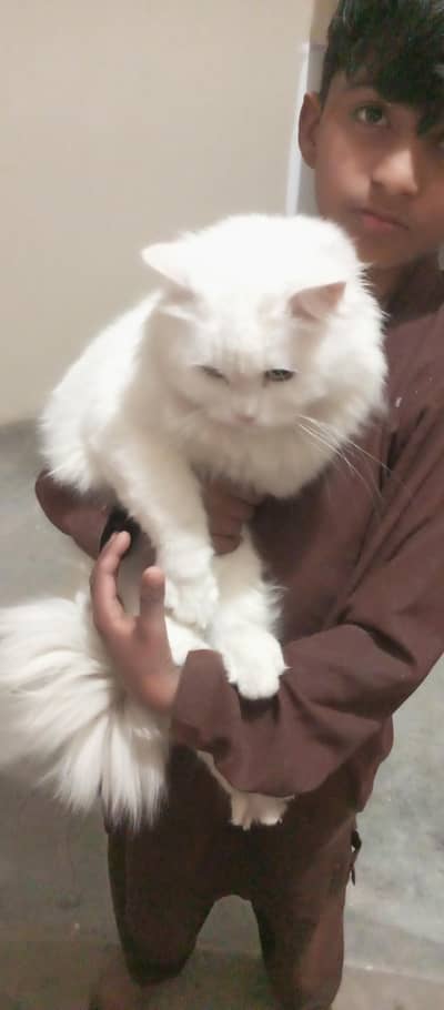 Persian female cat for sale