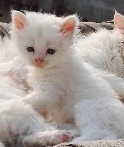 Pure White Turkish Angora Kittens for Sale