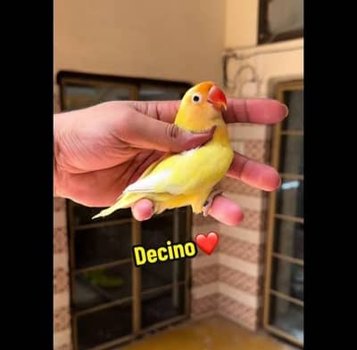 Decino Male