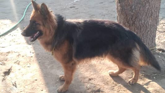 long coated German shepherd female