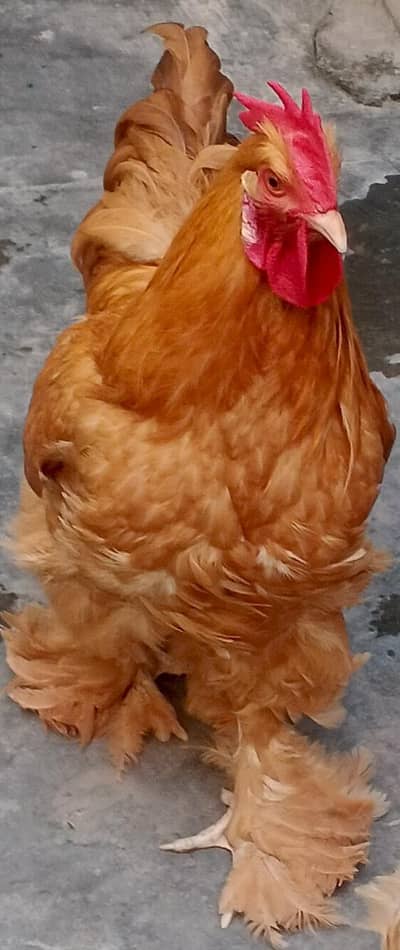 golden buff cochin  pair