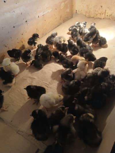 chicks and ducklings and Desi eggs