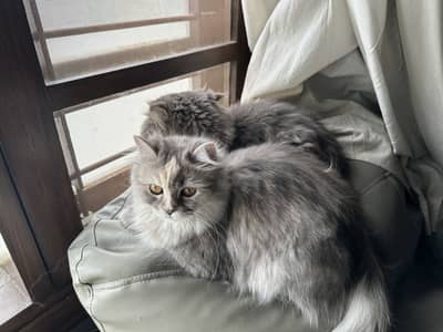 Pair of Persian Male and Female