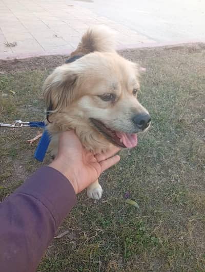 Lhasa Apso and Tibetan Terrier mix,