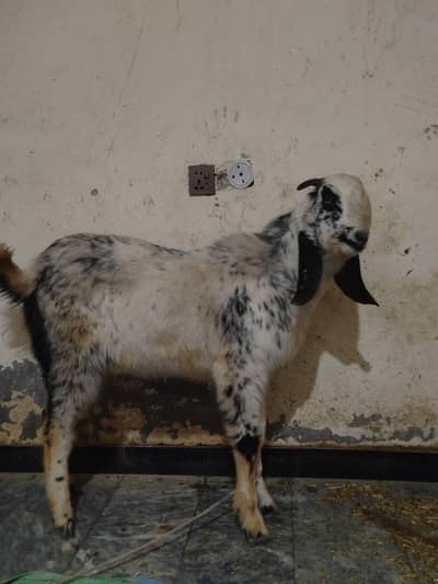 Bakra For Sale