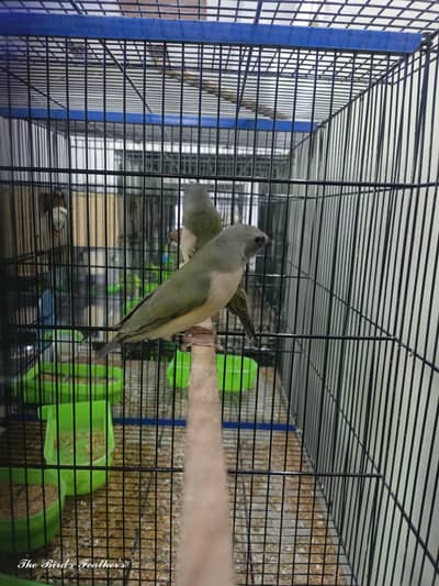 lady gouldian finch chicks available