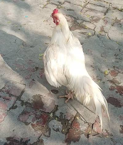 *Pure Aseel heera | golden buff hen pair /white paper heera*
