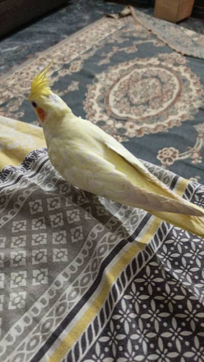 commin red eye female tame cocktail