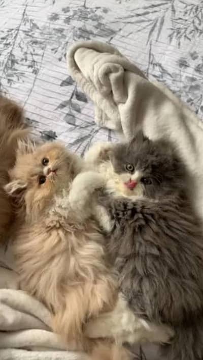 Pure Persian Extra Long Coated Show Quality Kittens Available For Sale