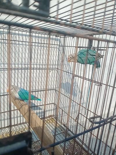 beautiful blue Fisher pair and 2nd pair parblue / blue opaline