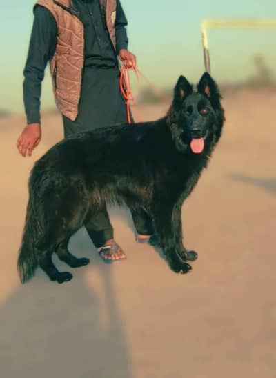 German shepherd male long coated