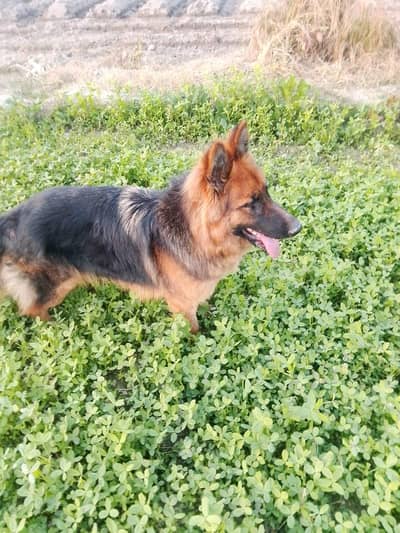 German shepherd female long coated