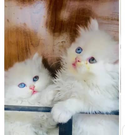 persian kitten for urgent sale My WhatsApp 0334*4278*291