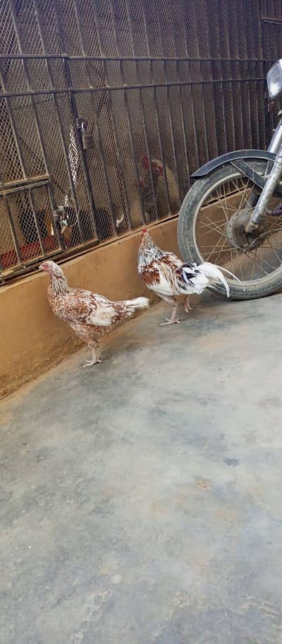 Aseel murga,murgi  pair