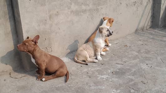 Sale Sale for Pitbull puppies 2 left