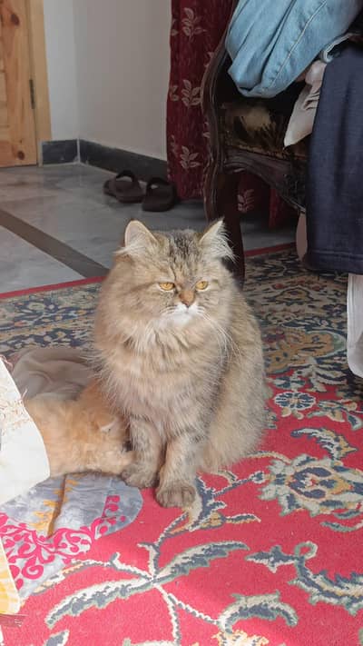 Triple coat persian cat