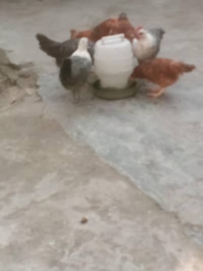 feumi misri aor rir chiks 03214299829