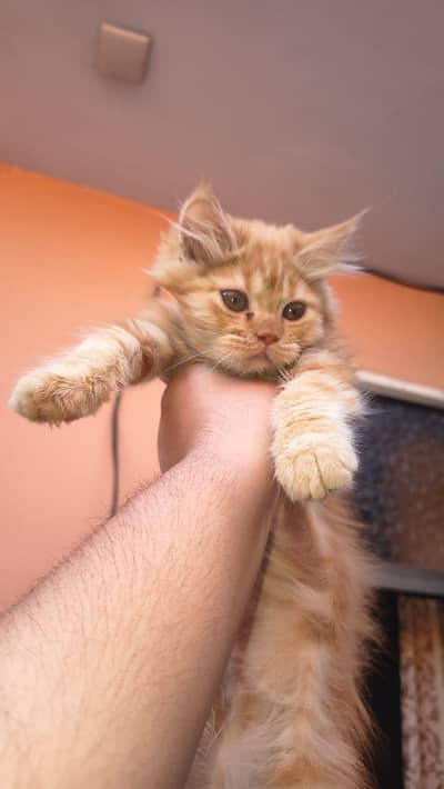 Persian Pair Available