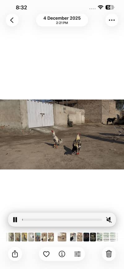 sawa murga r white murga tpni mil jaha gi whts 03461001273