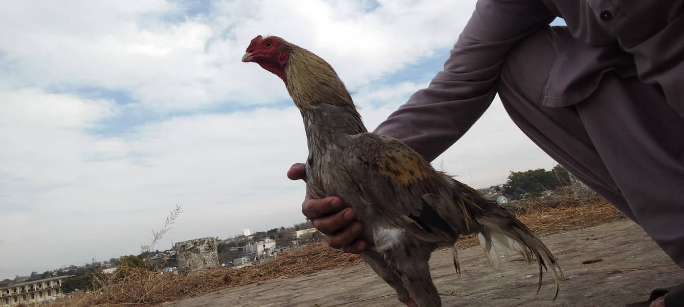 اصیل میاں والی چھدرو خیل نصل 0