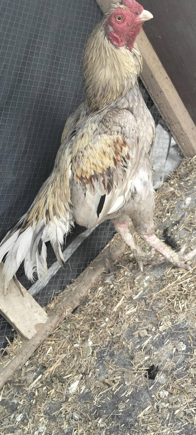 اصیل میاں والی چھدرو خیل نصل 1